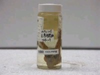藏品(臺灣纓口鰍)的圖片
